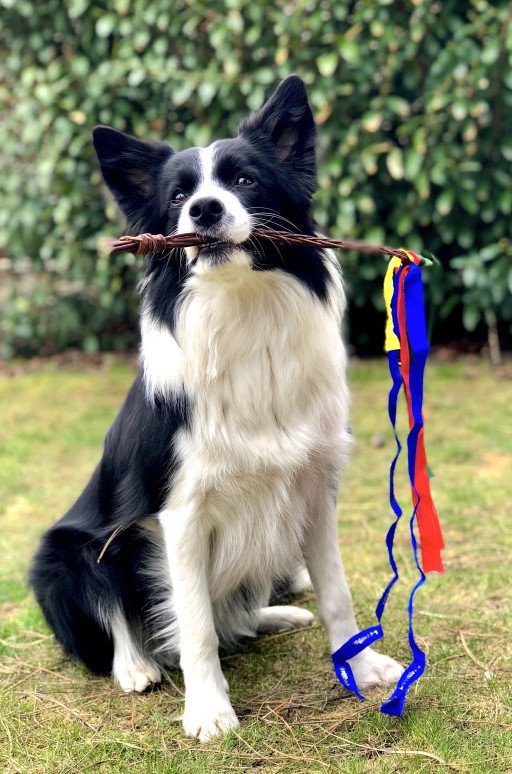 Unraveling The Mysteries of Border Collie Training: Comprehensive Guide To Topnotch Training Near You
