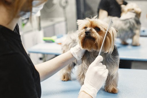 Top-notch dog grooming salons