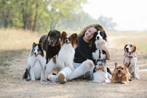 Border Collie Trained Dogs for Sale: Your Ultimate Guide to Finding the Perfect Canine Companion