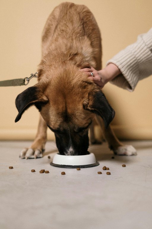 Hills Derm Defense Dog Food: The Ultimate Solution for Canine Skin Health