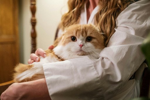 Orange Tabby Kittens for Sale: Your Ultimate Guide to Adopting the Purrfect Feline Companion