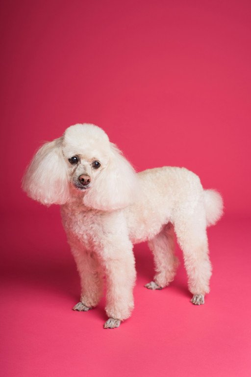 The Comprehensive Guide to Purebred Mini Poodles: Traits, Care, and Choosing Your Perfect Pet