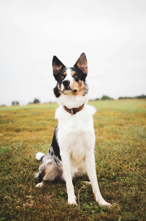 Mastering the Art of Border Collie Tricks: A Comprehensive Guide for Advanced Canine Skills