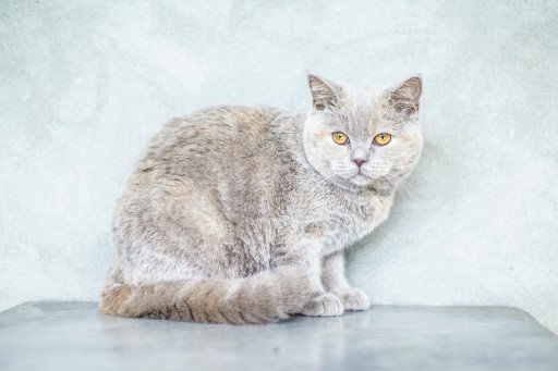 Kitten Shelter Adoption Guide