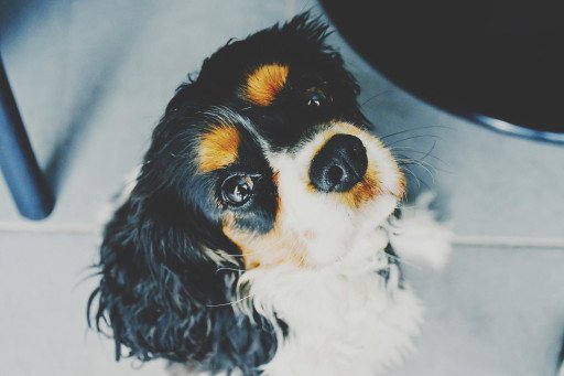 The Ultimate Guide to the Cavalier King Charles Spaniel: Understanding the Purebred