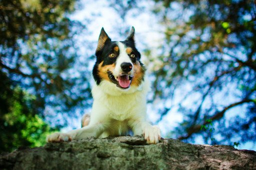 Mastering The Art of Border Collie Dog Tricks: A Comprehensive Guide
