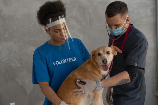 Exceptional Veterinary Services Guide