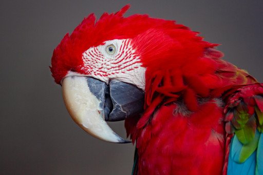Comprehensive Guide to the Center for Bird and Exotic Animal Care