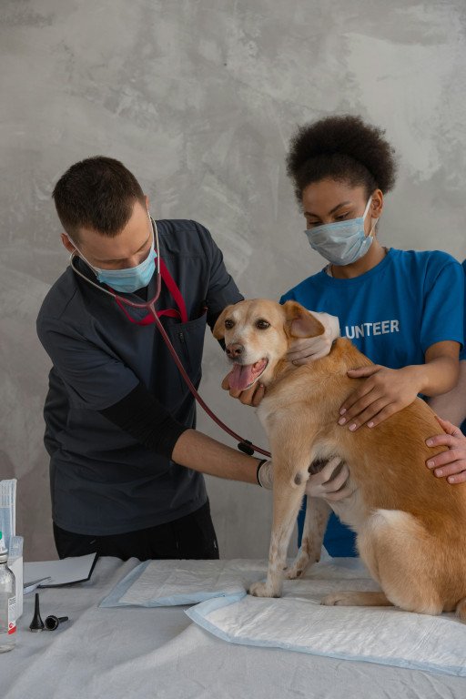 The Comprehensive Guide to Bluegrass Vet Care: Ensuring the Best for Your Pets