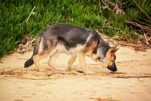 The Comprehensive Guide to German Hunting Dog Breeds
