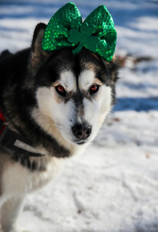 The Comprehensive Guide to Siberian Husky Rescue and Adoption